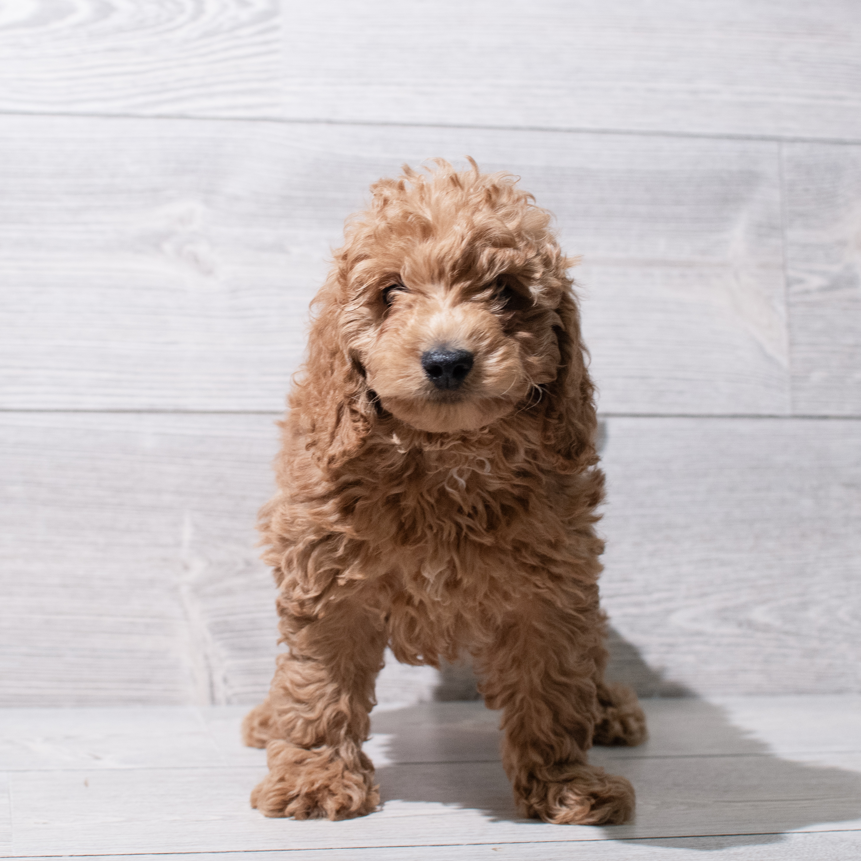 Goldendoodle Mini 2nd Gen (M) 5272 Image #1