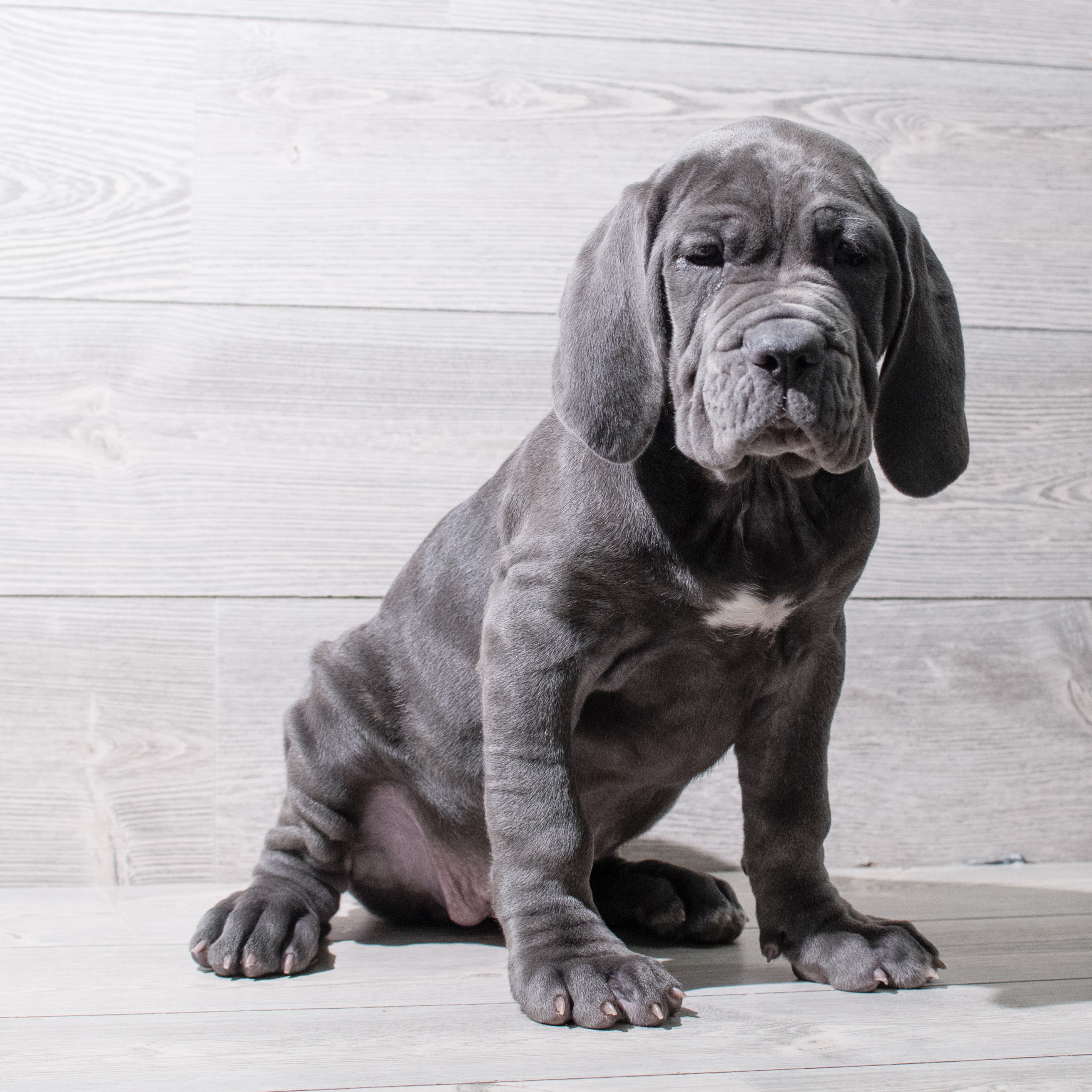 Neapolitan Mastiff (F) 5273 Image #1