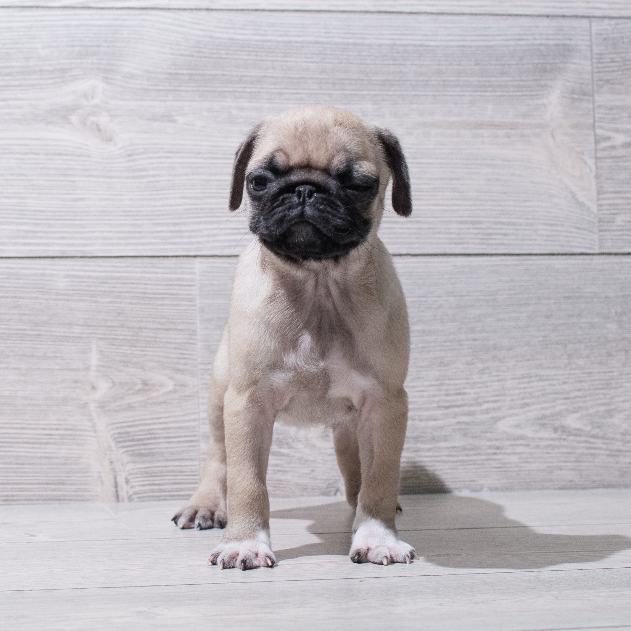 Pug (F) 5274 Image #1