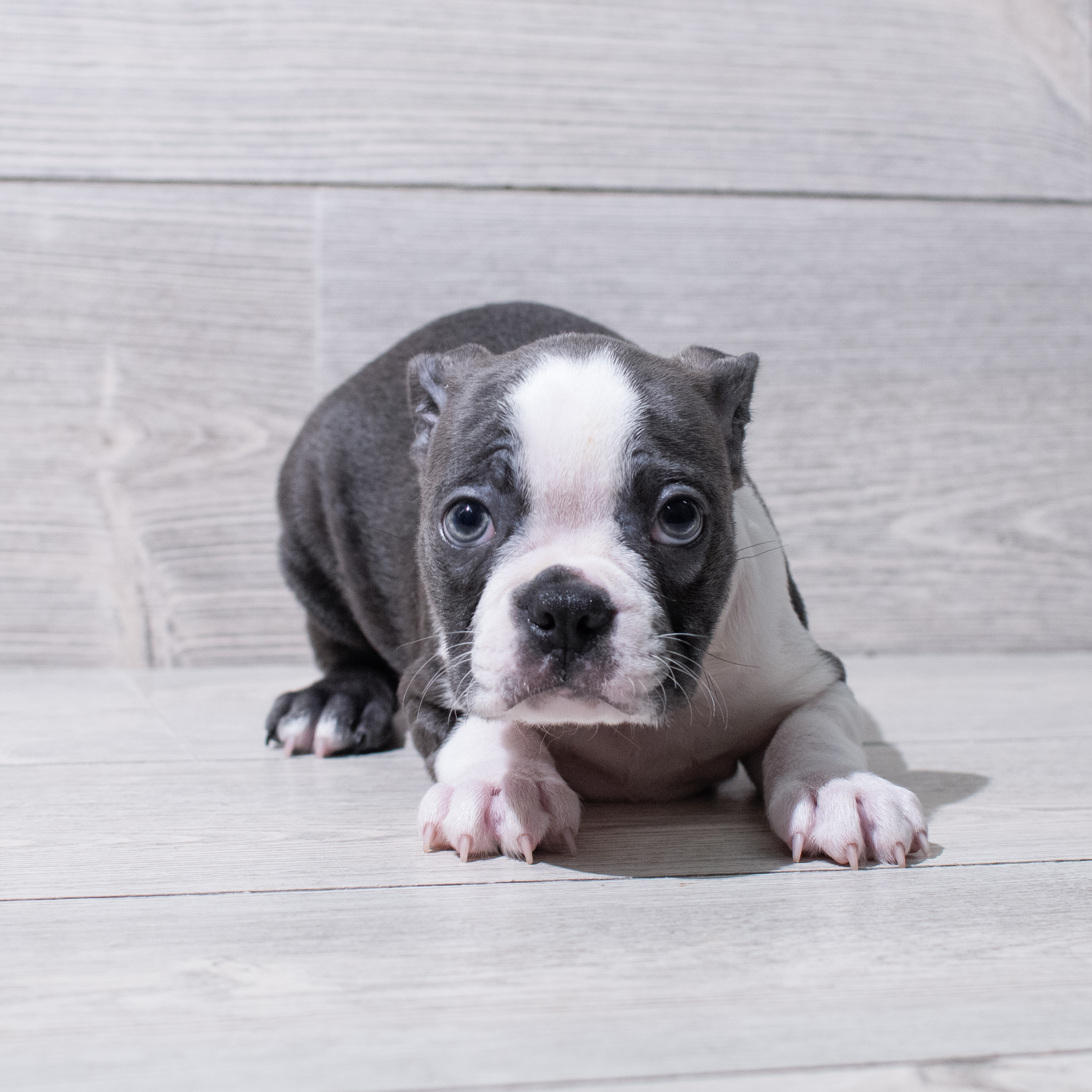 Boston Terrier (M) 5268 Image #1