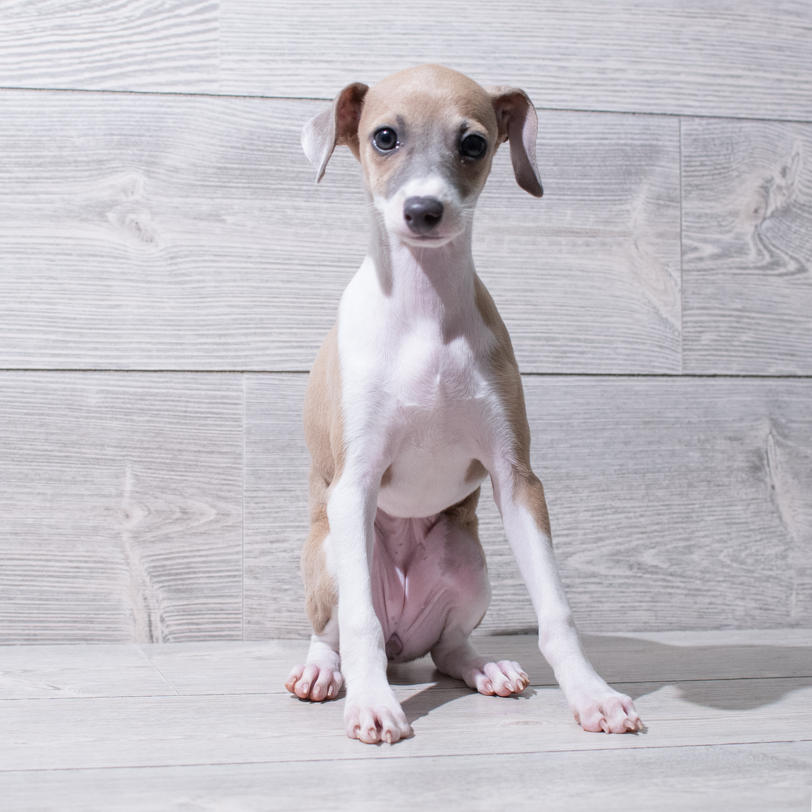 Italian Greyhound (F) 5265 Image #1