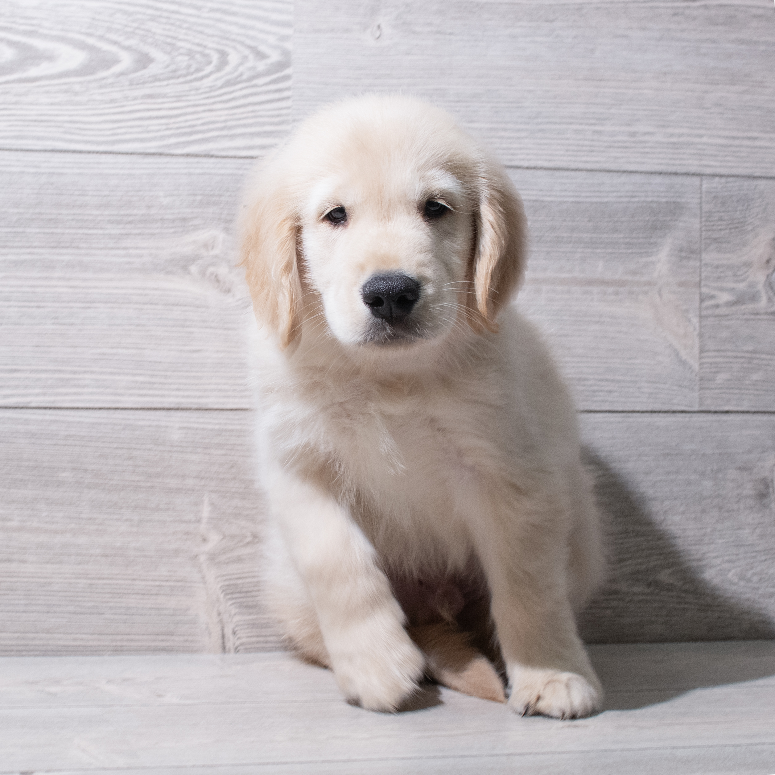 Golden Retriever (M) 5283 Image #1