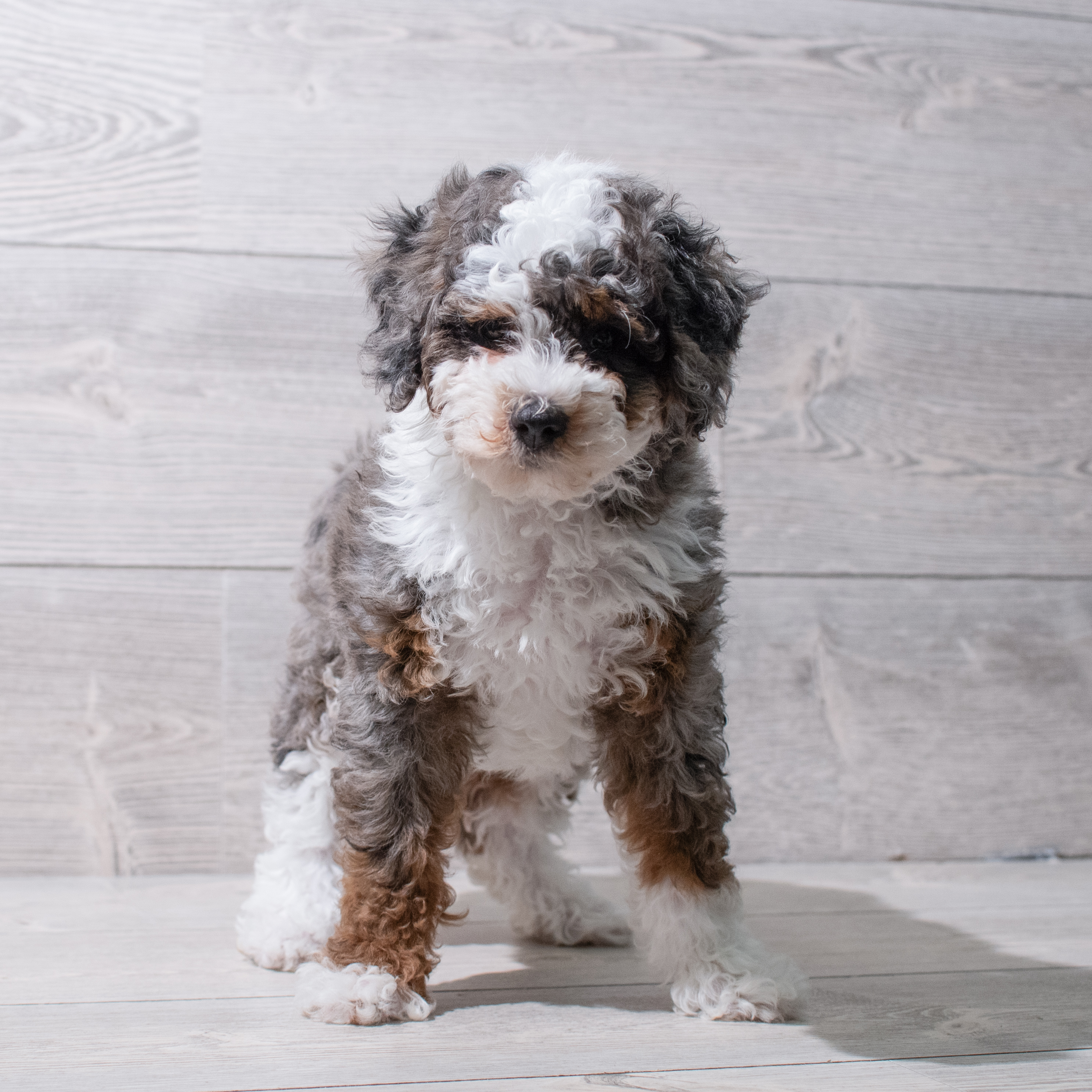 Bernedoodle Mini F1b (M) 5284 Image #1