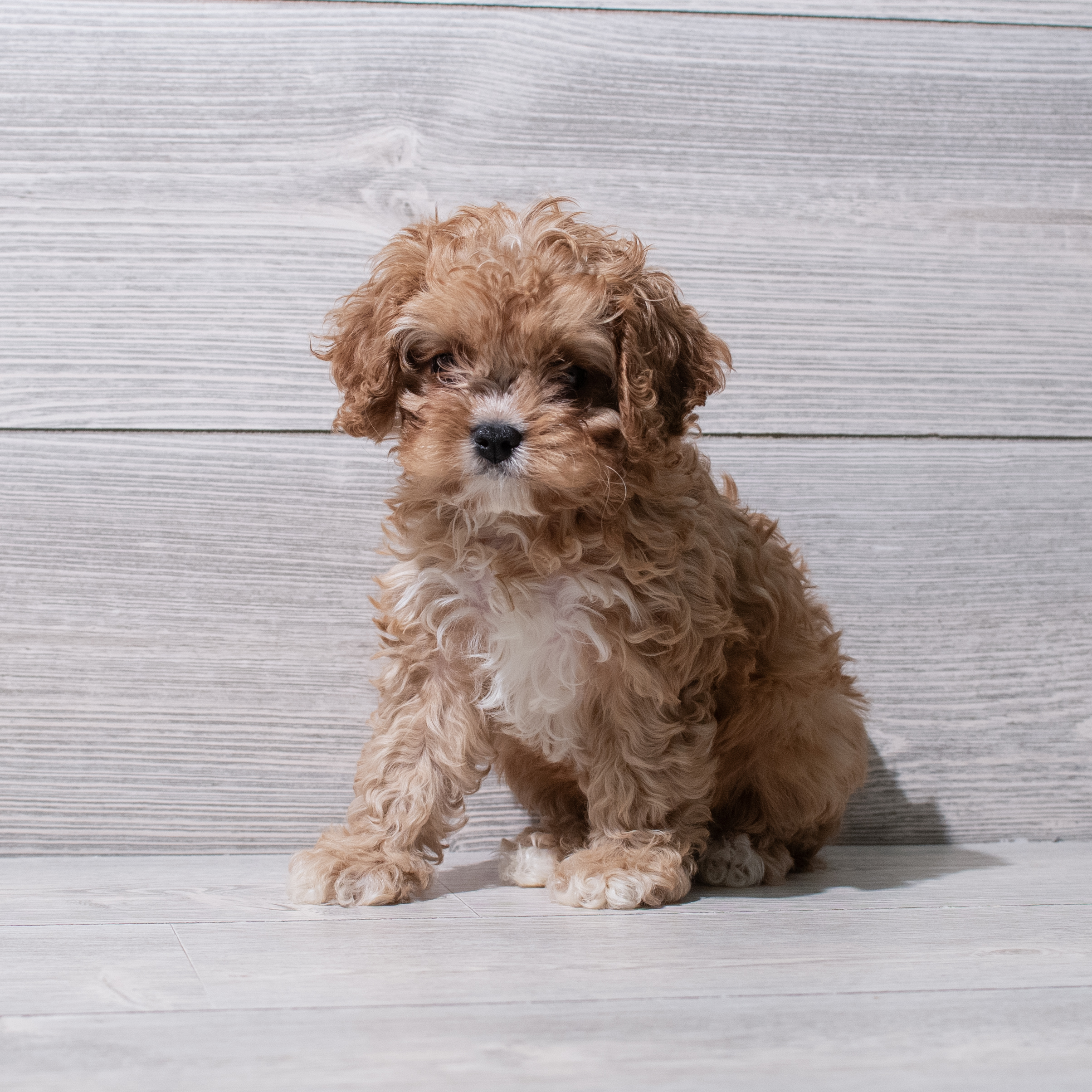 Cavapoo (F) 5258 Image #1
