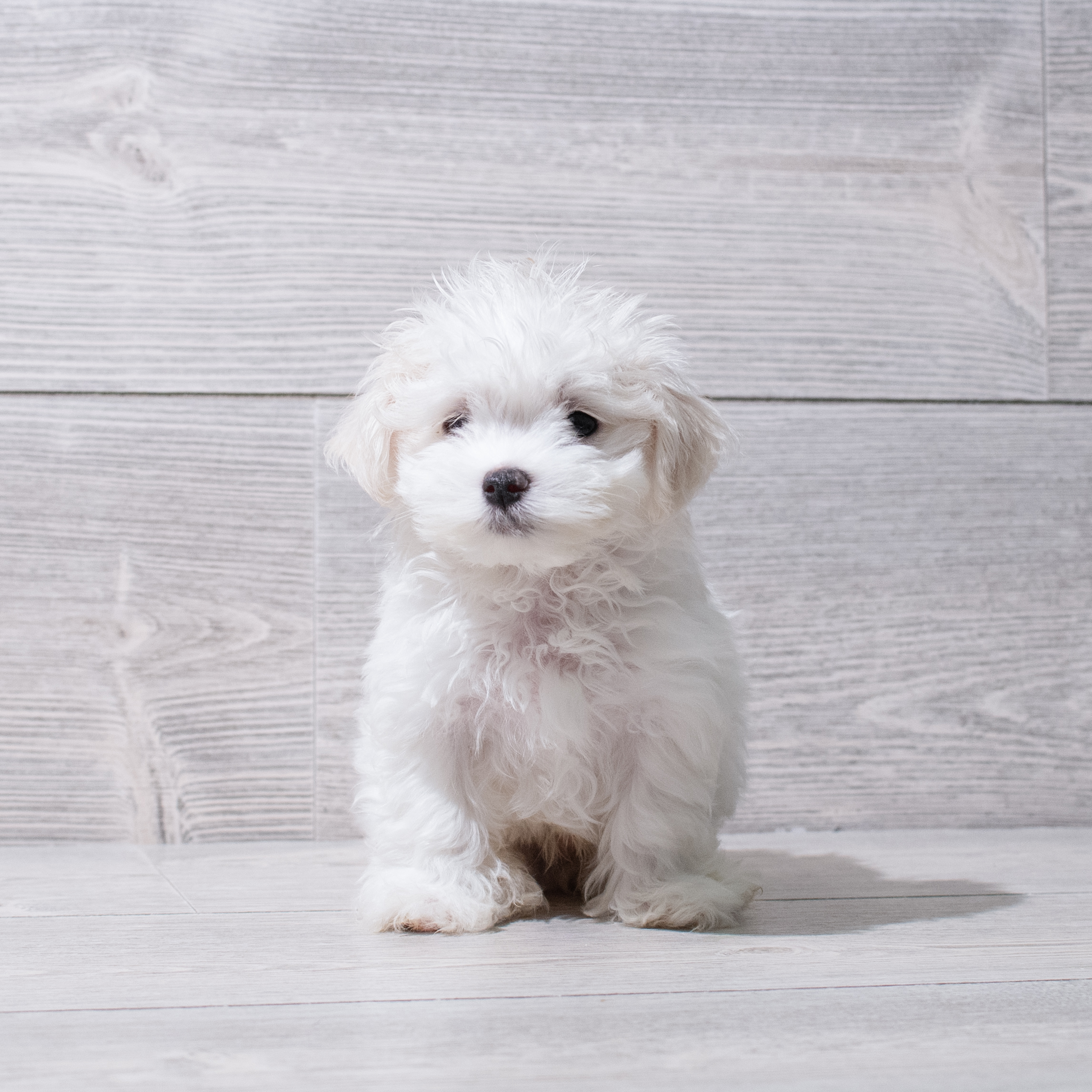 Maltese (M) 5260 Image #1