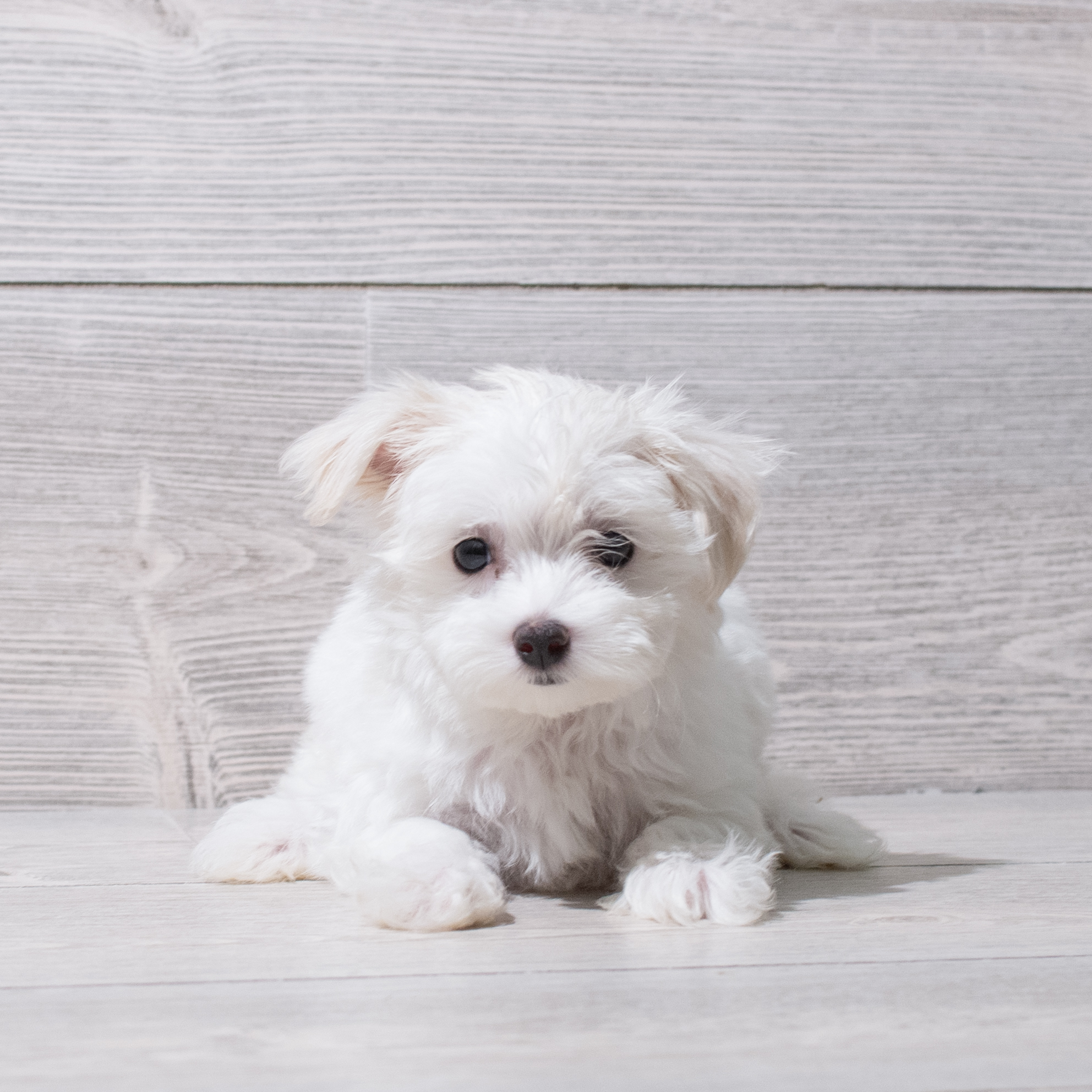 Maltese (F) 5261 Image #1