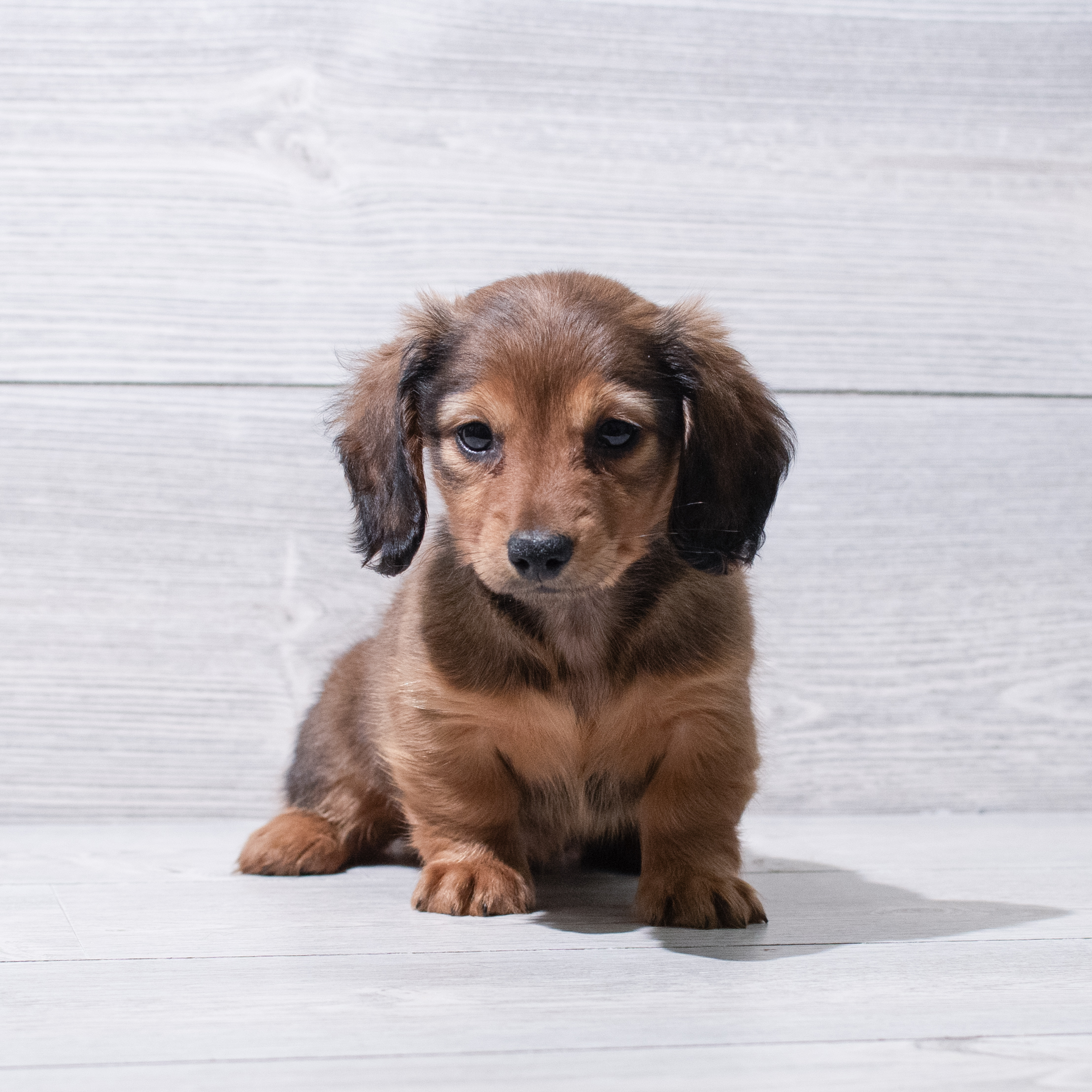 Dachshund (F) 5285 Image #1