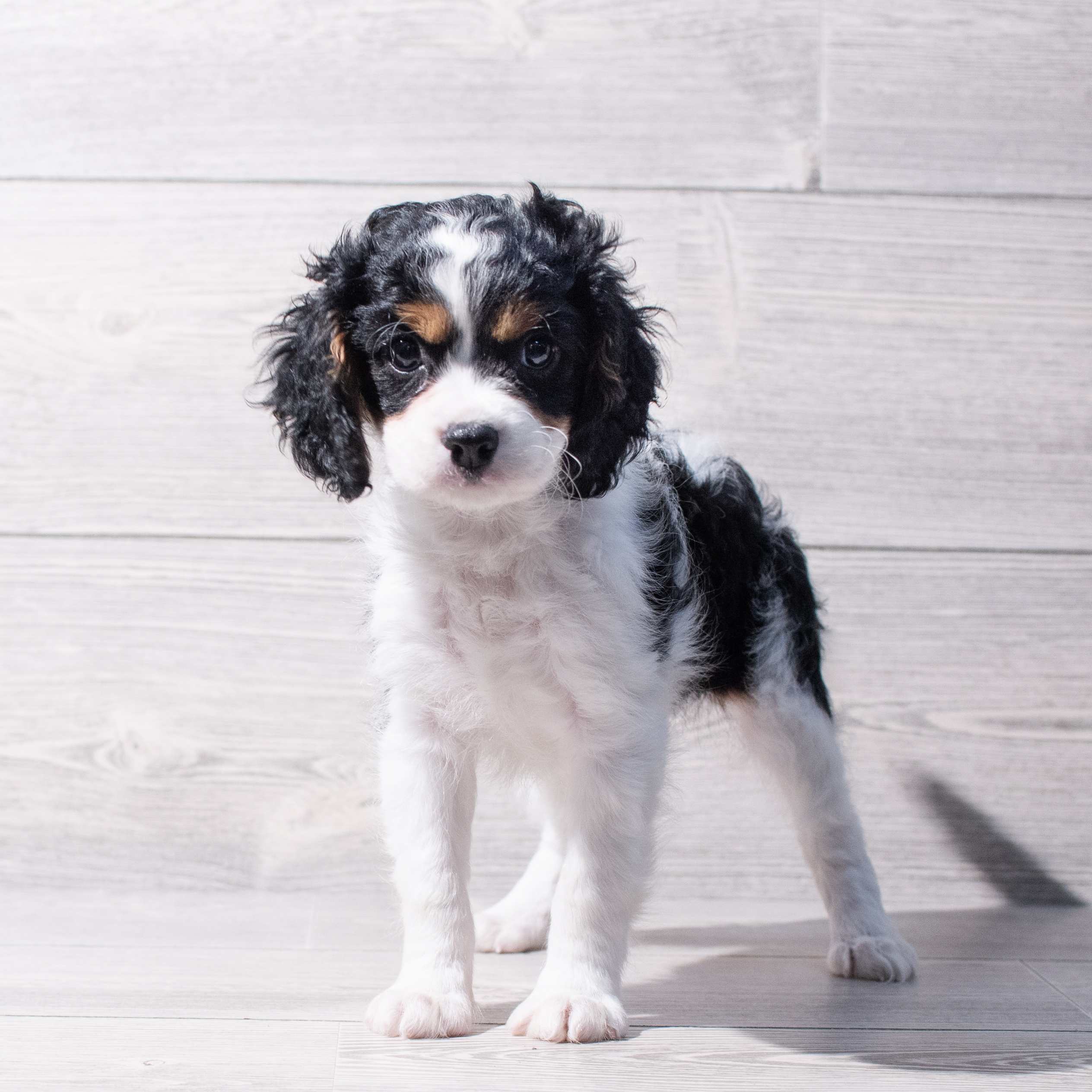 Cavachon (F) 1896 Image #1