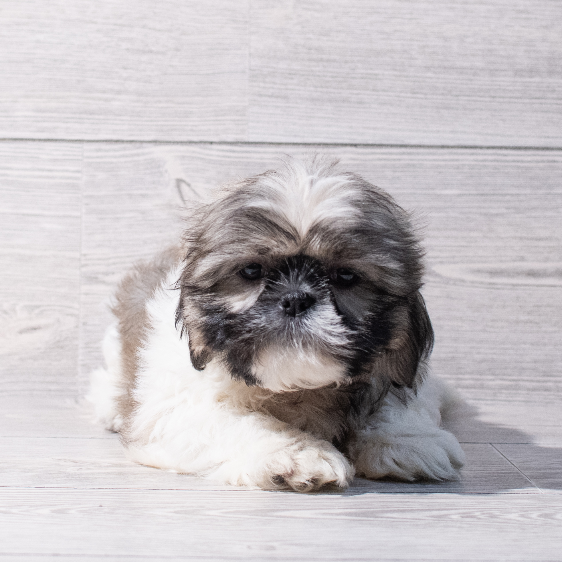 Shih Tzu (M) 1897 Image #1