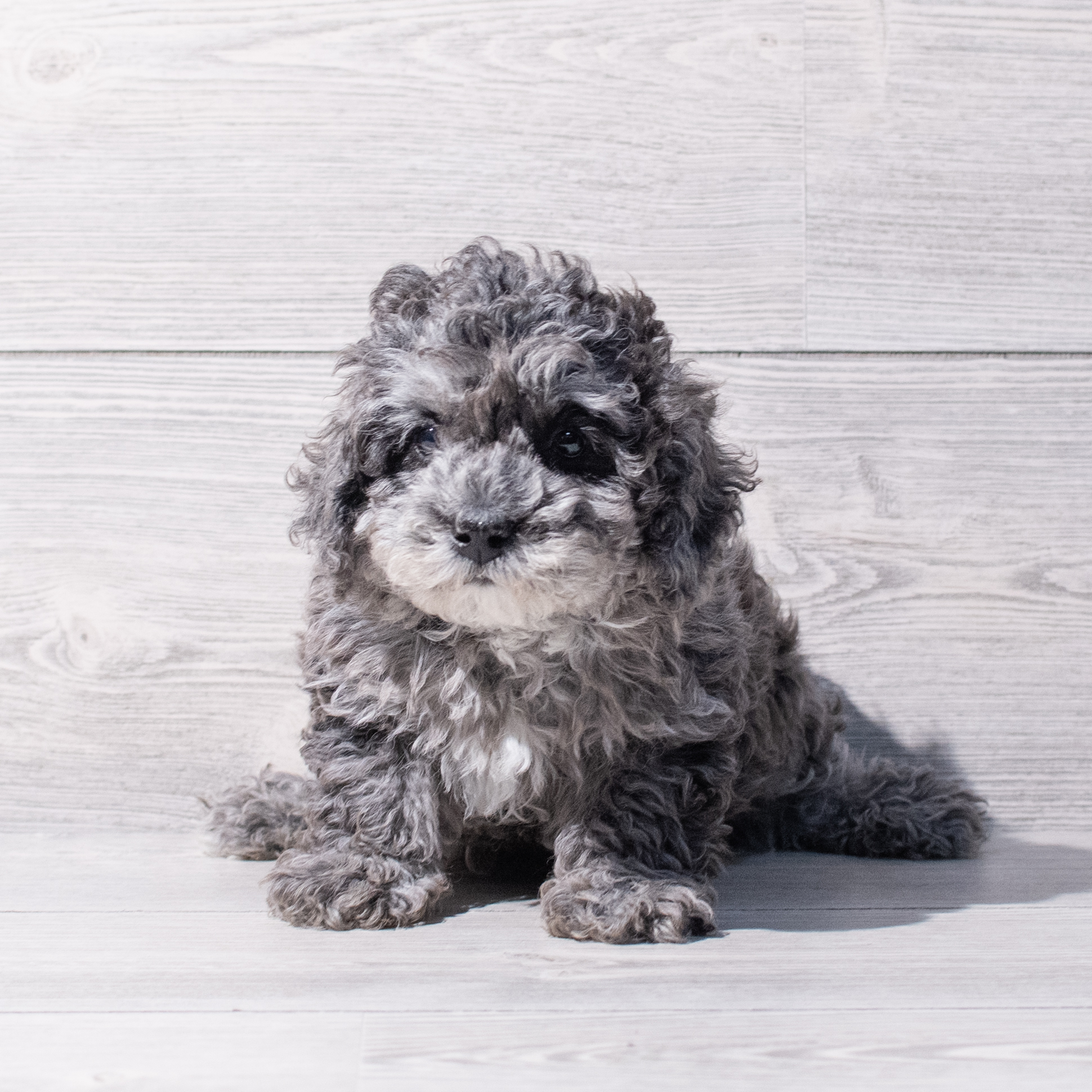 Poodle Mini (M) 1898 Image #1