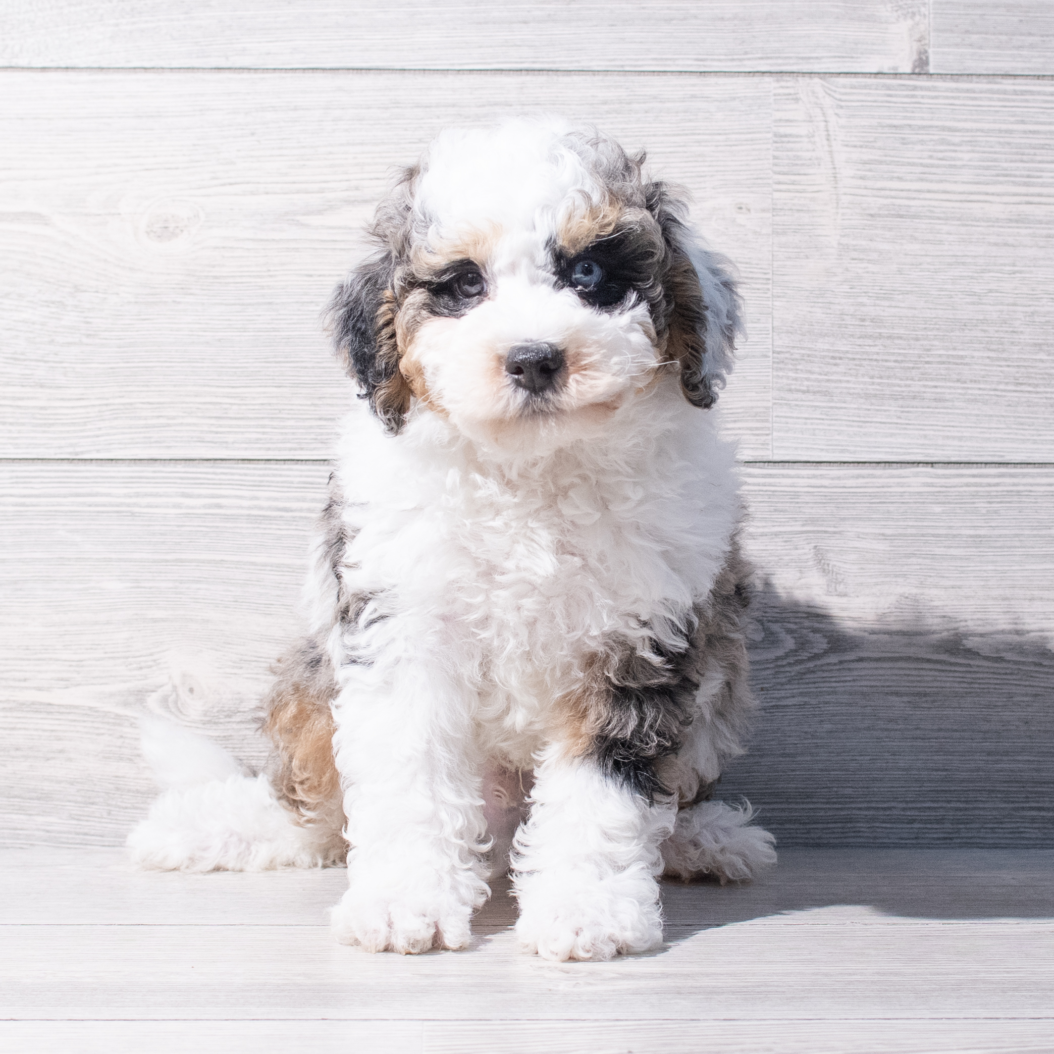 Bernedoodle Mini F1b (M) 1900 Image #1