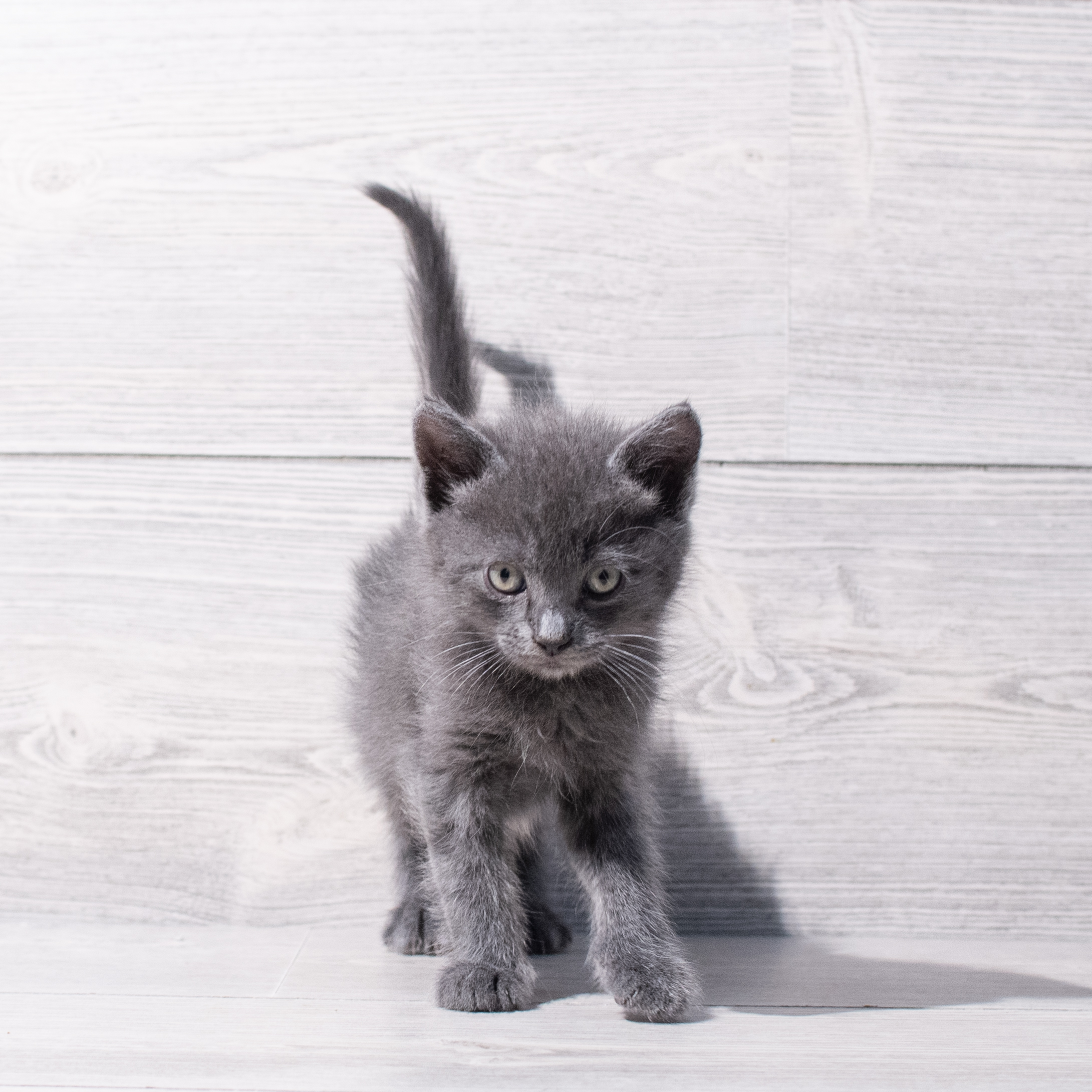 Russian Blue (M) 1895 Image #1