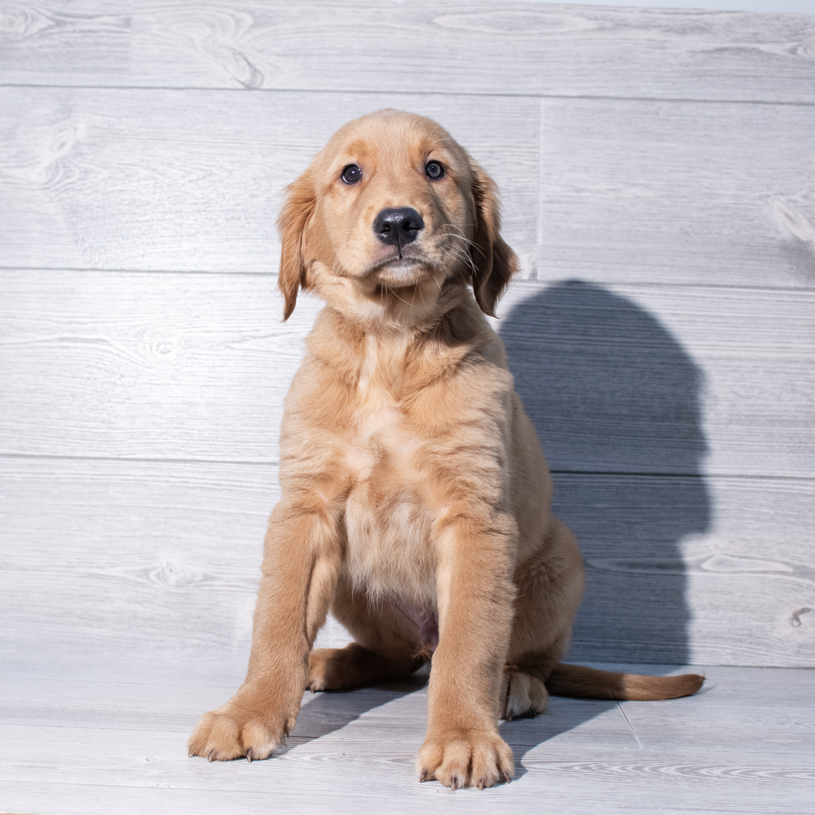 Golden Retriever (M) 1903 Image #1