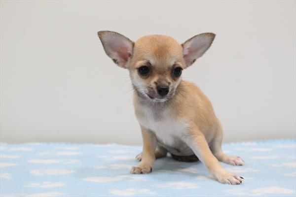 Chihuahua (F) 5301 Image #2