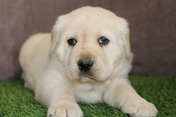 Labrador Retriever (F) 5294 Image #2