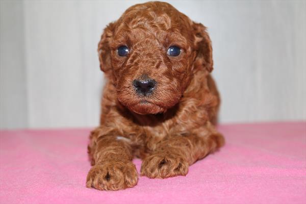 Goldendoodle Mini F1b (F) 1909 Image #2