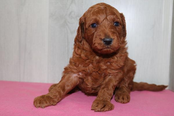 Goldendoodle Mini F1b (M) 5299 Image #2