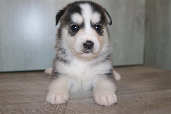 Huskimo (F) 5295 Image #2