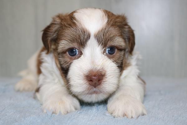 Havanese (M) 5297 Image #2
