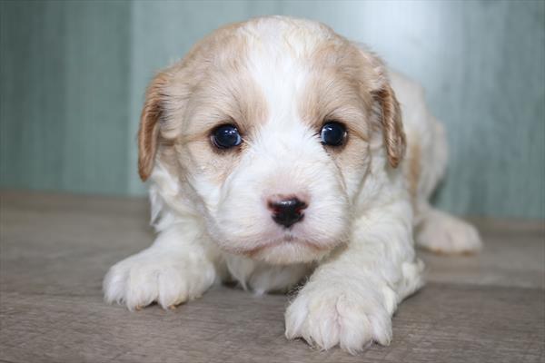 Cavachon (M) 1908 Image #2