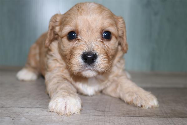 Cavachon (F) 5298 Image #2