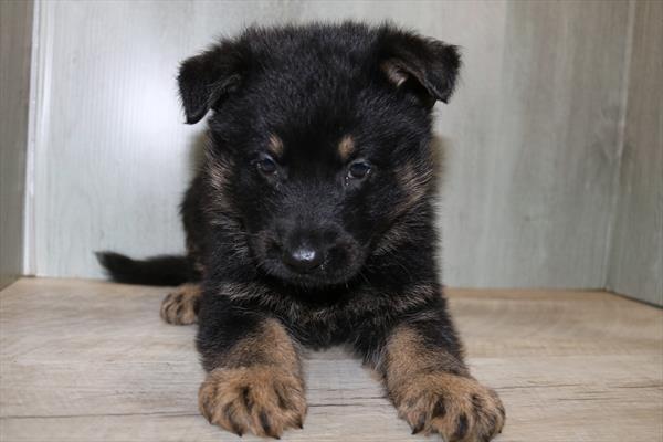 German Shepherd Dog (M) 5293 Image #1