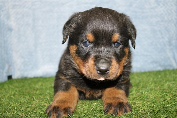 Rottweiler (M) 1905 Image #2