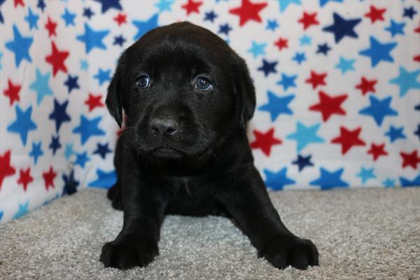 Labrador Retriever (M) 1906 Image #2