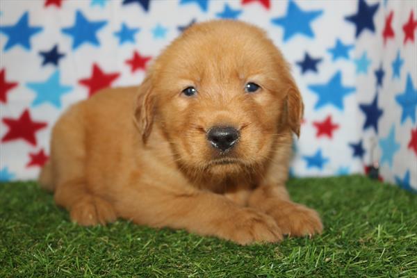 Golden Retriever (M) 5313 Image #2