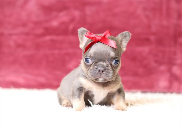French Bulldog (F) 1927 Image #2