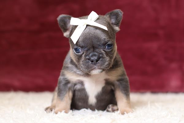 French Bulldog (F) 5318 Image #2