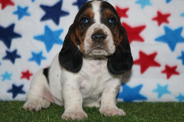 Basset Hound (F) 1922 Image #2