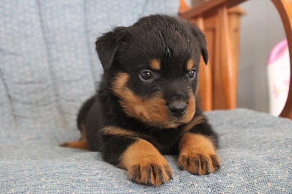 Rottweiler (M) 1924 Image #2