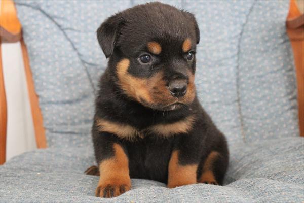 Rottweiler (M) 5317 Image #2