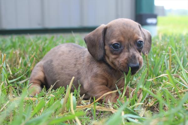 Dachshund (F) 1948 Image #2