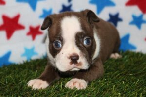 Boston Terrier (M) 1929