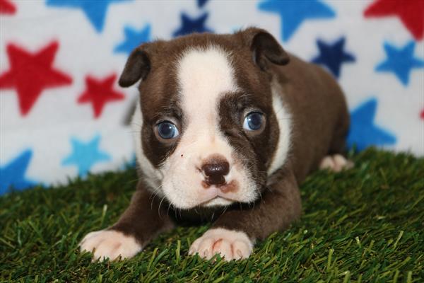 Boston Terrier (M) 1929 Image #1