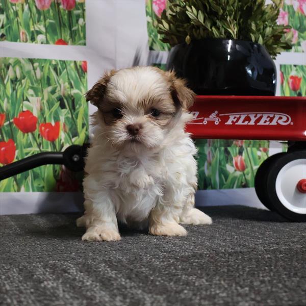 Shih Tzu (F) 5335 Image #2