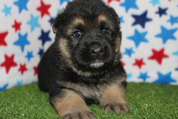 German Shepherd Dog (M) 5314 Image #2