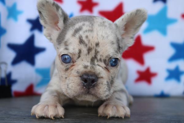 French Bulldog (M) 1911 Image #2