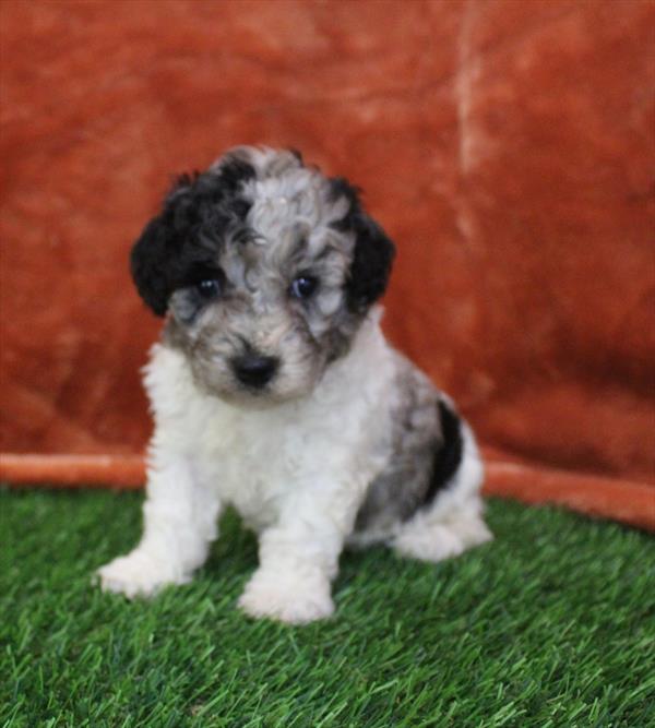 Poodle (F) 5312 Image #2