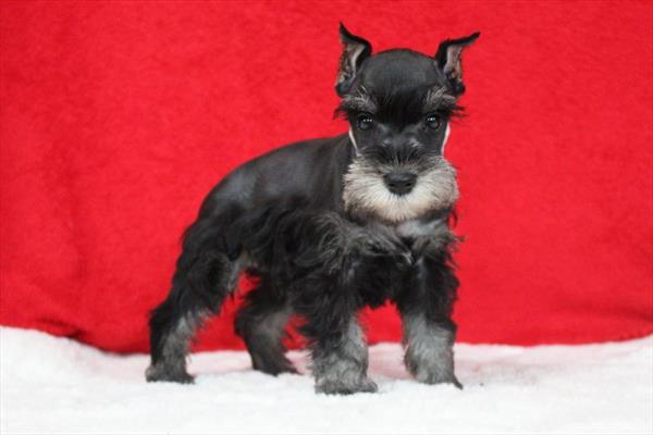 Miniature Schnauzer (F) 5296 Image #2