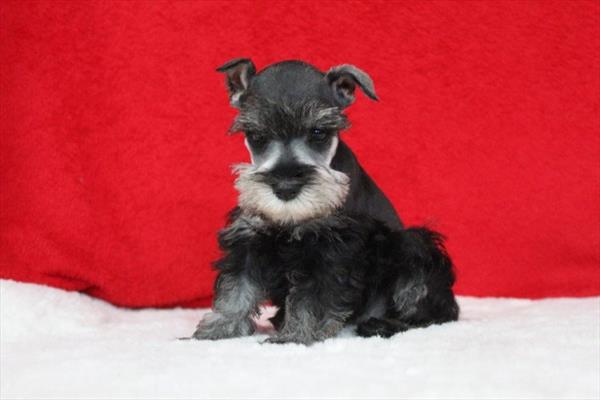 Miniature Schnauzer (F) 1907 Image #2