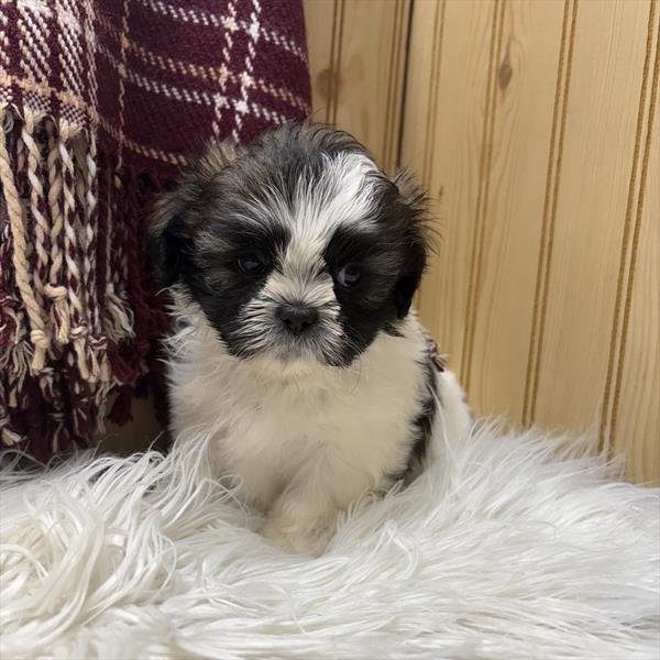 Shih Tzu (M) 5303 Image #2