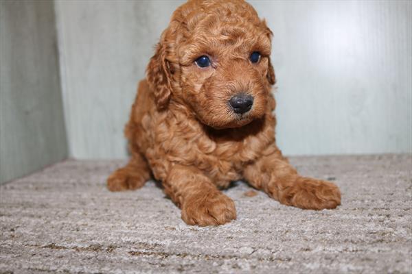 Goldendoodle Mini F1b (F) 1931 Image #2
