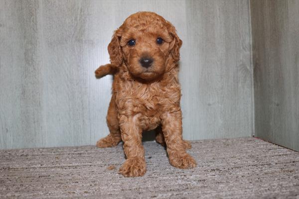 Goldendoodle Mini F1b (F) 5343 Image #1