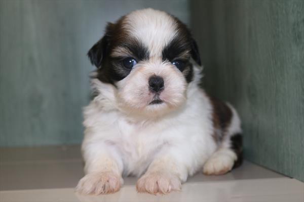 Shih Tzu (M) 1933 Image #2