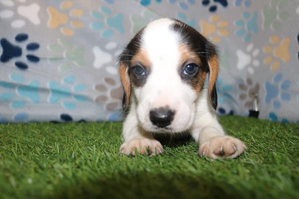 Beagle (M) 5321 Image #2