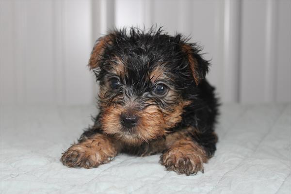 Yorkshire Terrier (M-N) 5337 Image #2