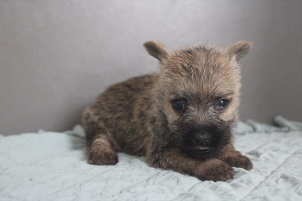 Cairn Terrier (M) 1945 Image #2